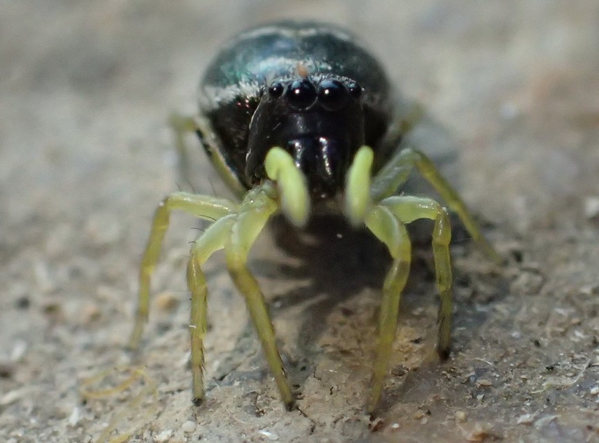 Heliophanus
