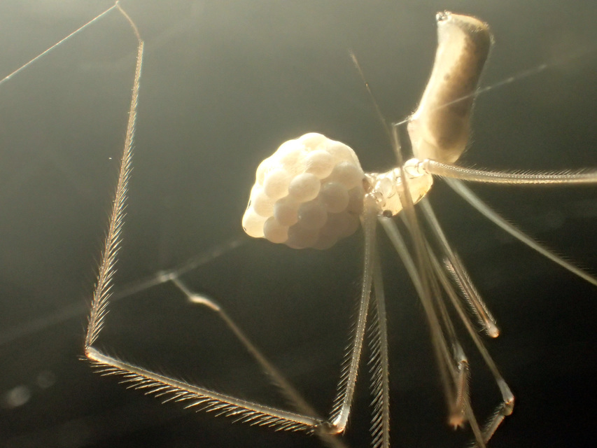 Pholcus phalangioides - nagy álkaszáspók Pholcus phalangioides - nagy álkaszáspók