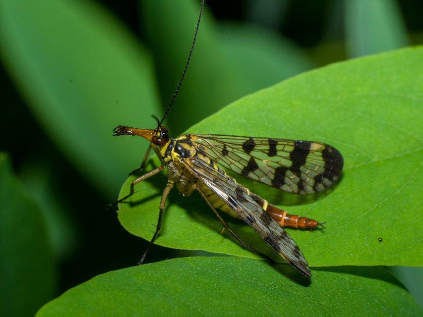 Panorpa vulgaris