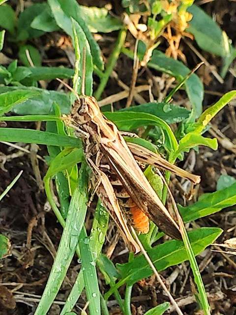Chorthippus brunneus - közönséges tarlósáska