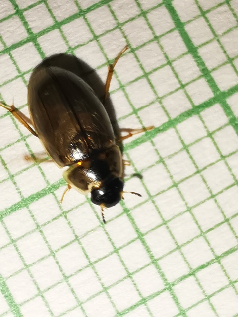 Enochrus quadripunctatus - négypettyes fakócsibor