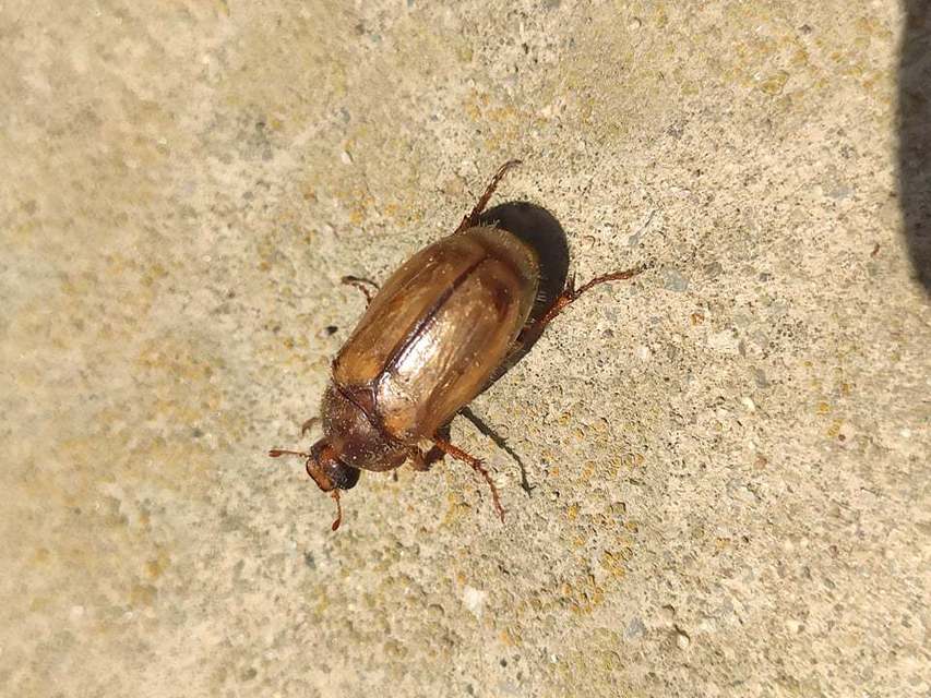 Amphimallon solstitiale - bordás sárgacserebogár