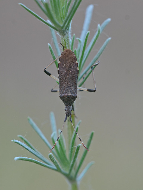 Dicranocephalus albipes - kutyatej-karimáspoloska