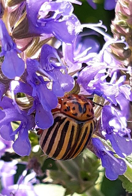 Leptinotarsa decemlineata - burgonyabogár