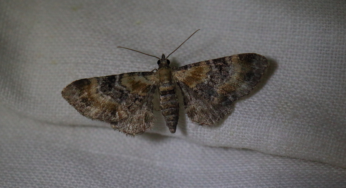 Eupithecia linariata - vonalas törpearaszoló
