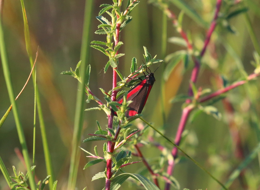 Tyria jacobaeae - jakabfű-medvelepke