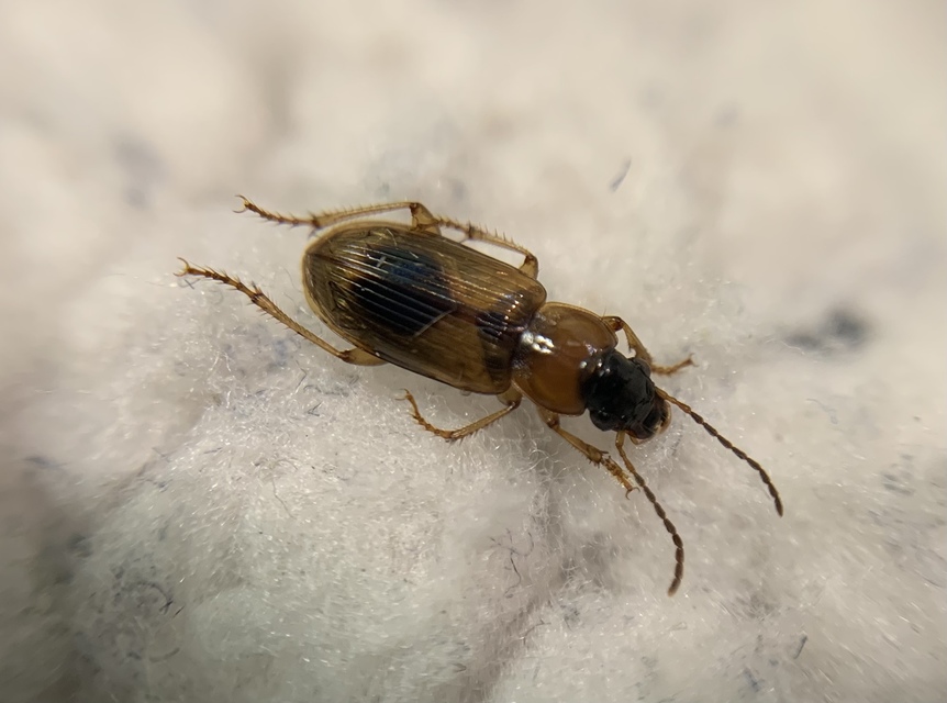 Stenolophus discophorus - kisfoltos turzásfutó