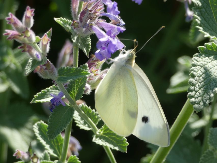 Pieris rapae - répalepke
