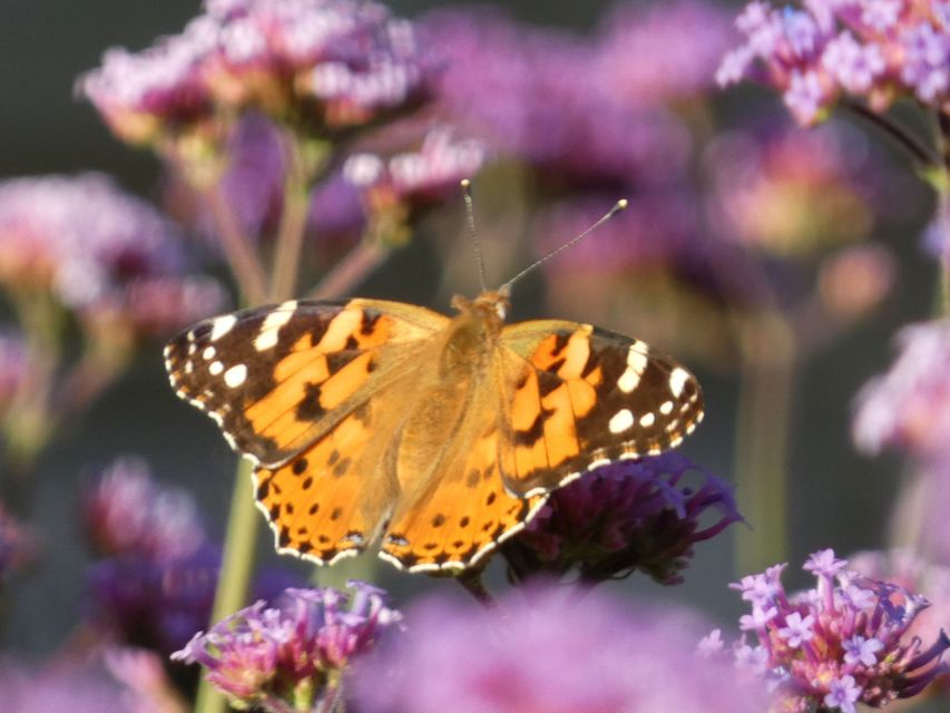 Vanessa cardui - bogáncslepke
