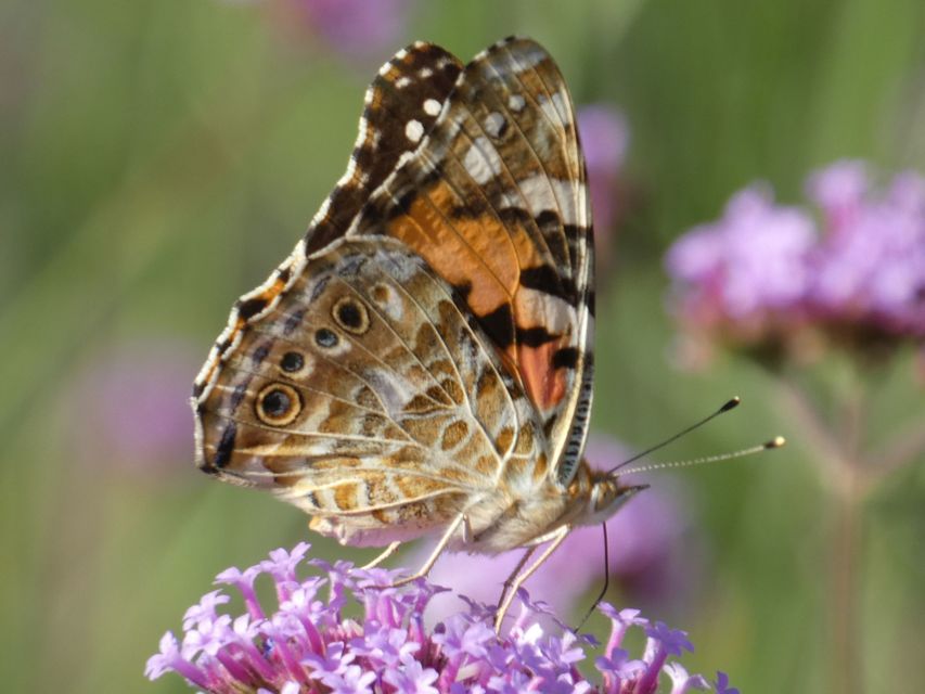 Vanessa cardui - bogáncslepke