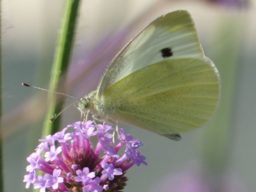 Pieris rapae - répalepke