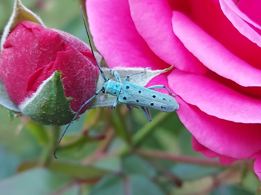 Saperda octopunctata - nyolcpontos cincér
