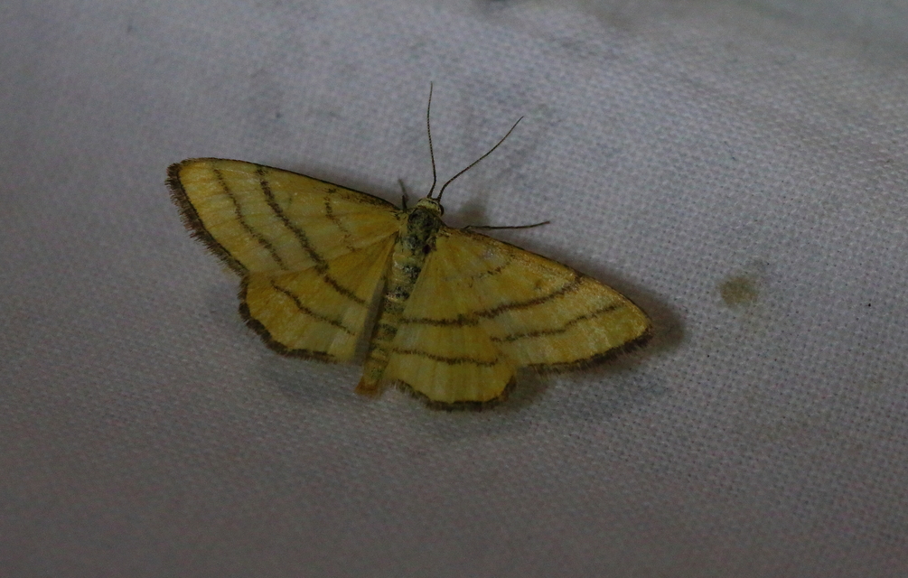 Idaea aureolaria - aranyos sávosaraszoló
