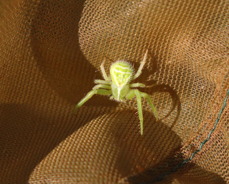 Heriaeus graminicola/hirtus