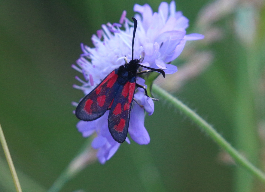 Zygaena loti - közönséges csüngőlepke