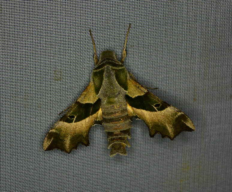 Proserpinus proserpina - törpeszender
