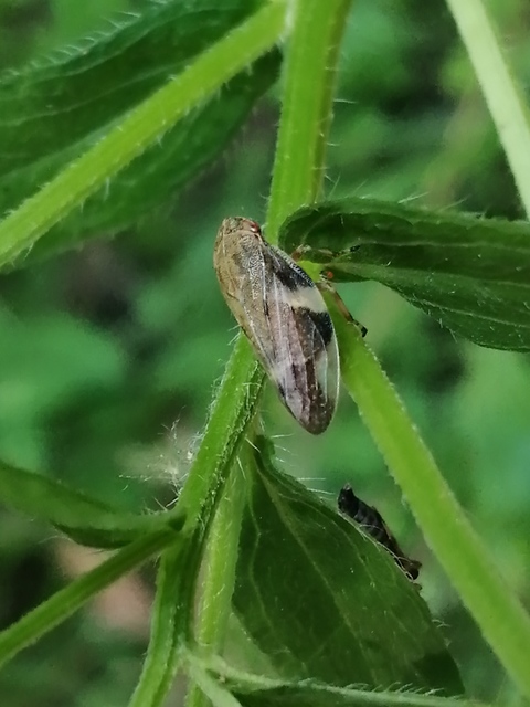 Aphrophora alni