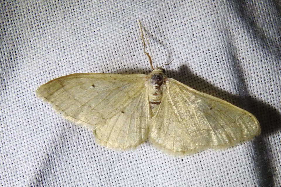 Idaea straminata - szalmasárga sávosaraszoló