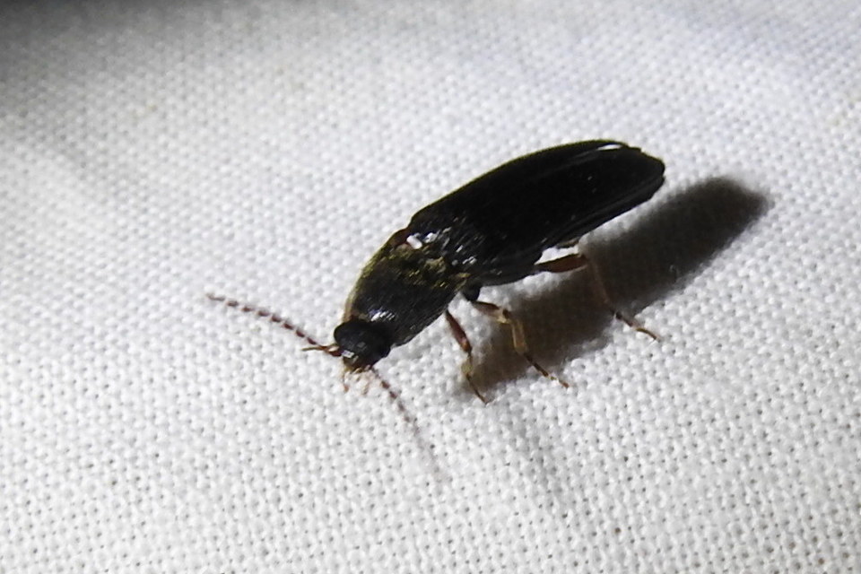 Melanotus