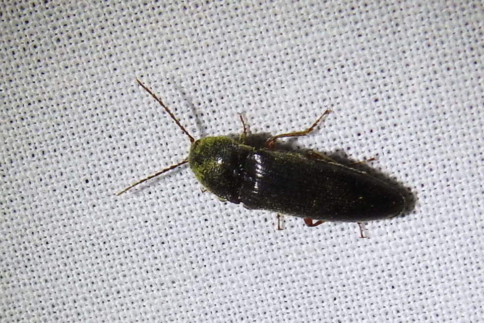 Melanotus