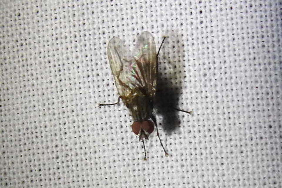 Anthomyiidae - viráglegyek