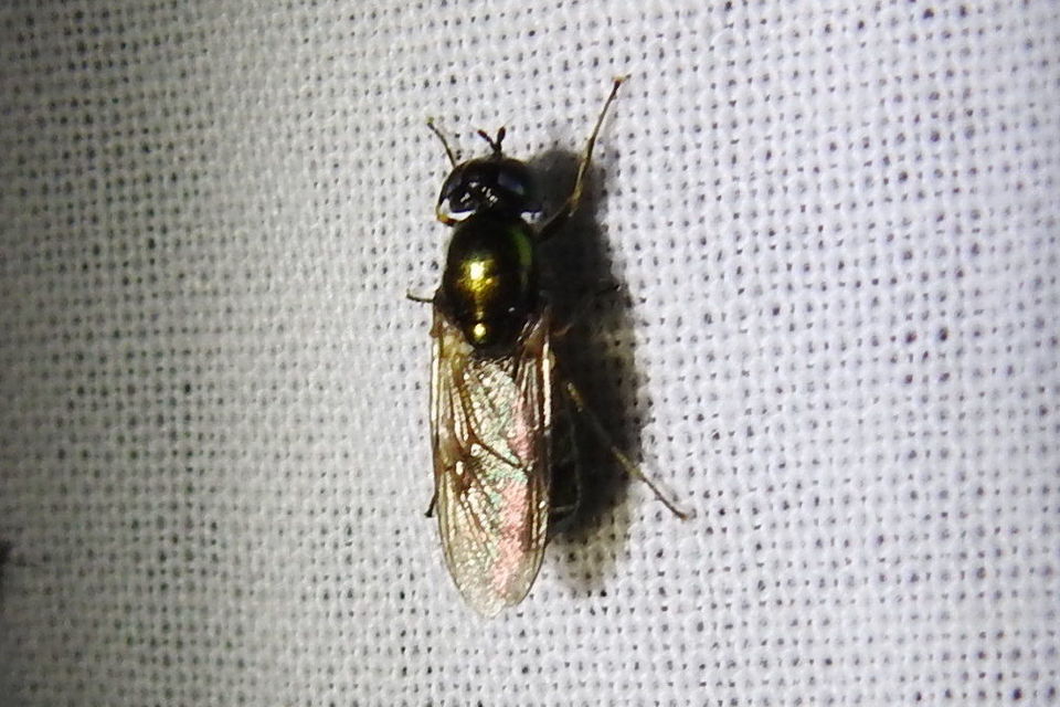 Chloromyia formosa - közönséges fémeslégy