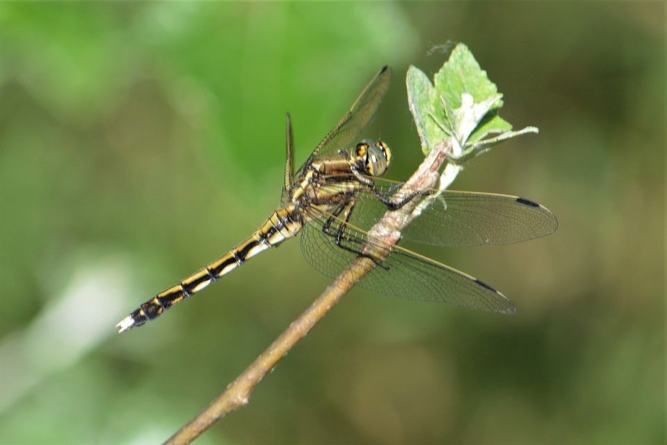 Orthetrum albistylum - fehérfarkú pásztorszitakötő