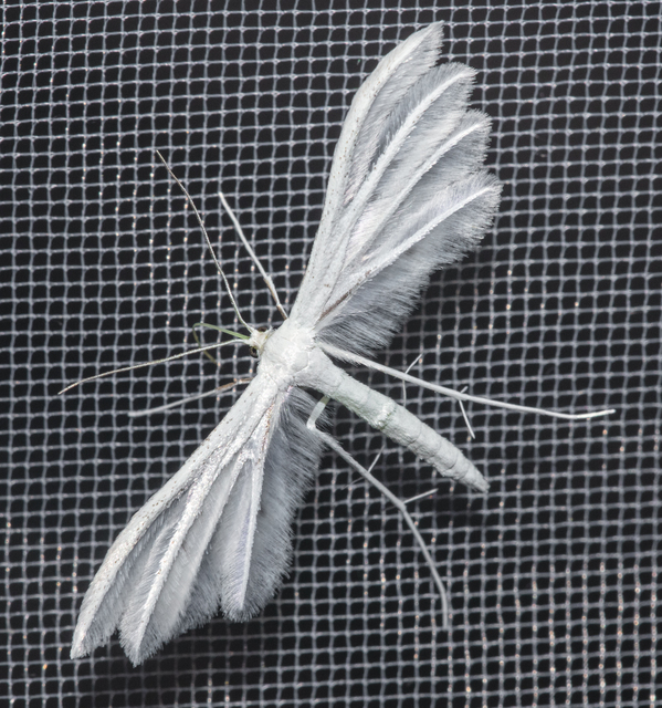 Pterophorus pentadactyla - fehér tollasmoly