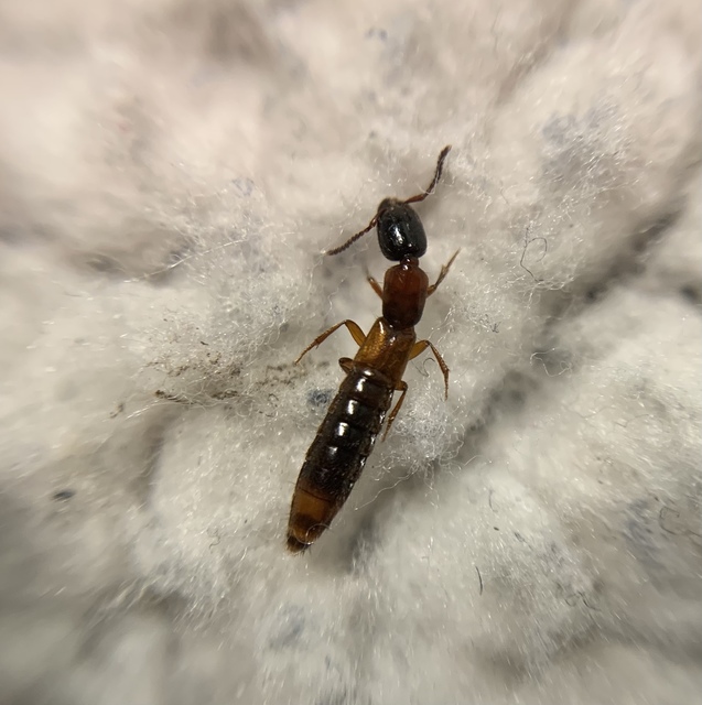 Xantholinus tricolor - háromszínű rovátkásholyva Xantholinus tricolor - háromszínű rovátkásholyva