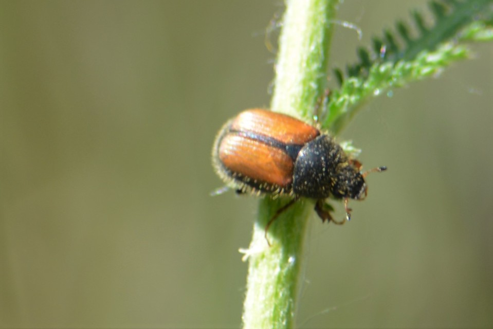 Omaloplia nigromarginata - szegélyes kiscserebogár