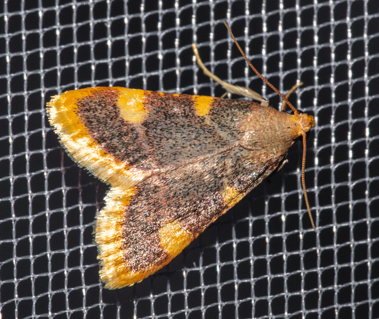 Hypsopygia costalis - szénailonca