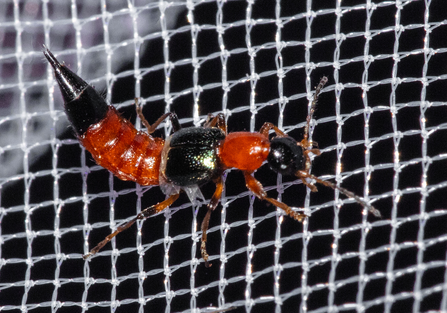Paederus