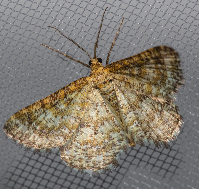 Heliomata glarearia - bőrszínű araszoló