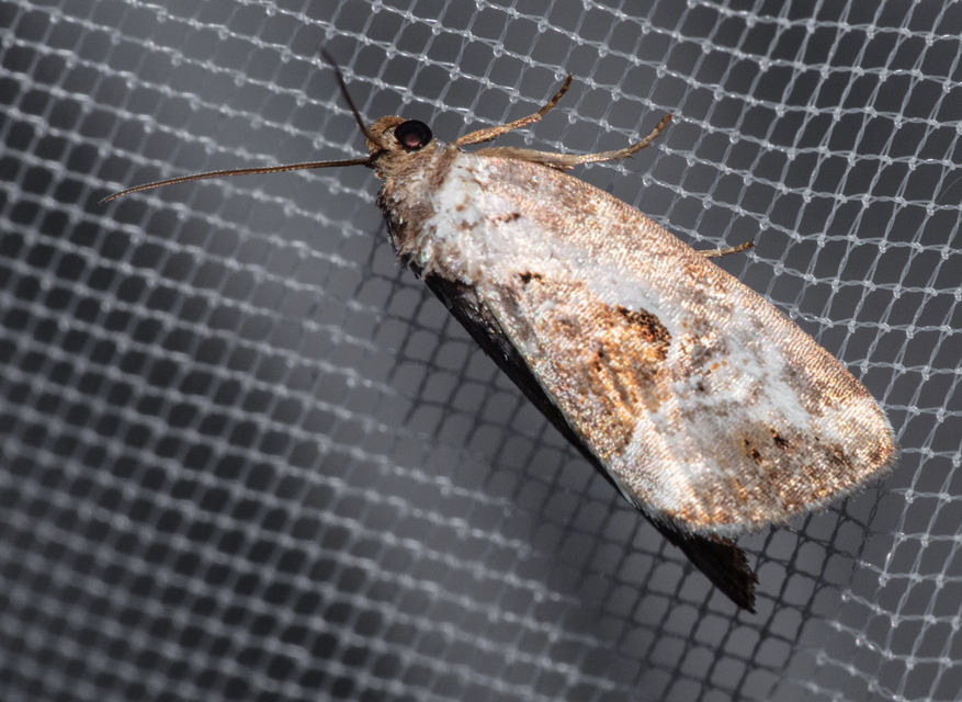 Hapalotis venustula - rózsaszínű mázasbagoly