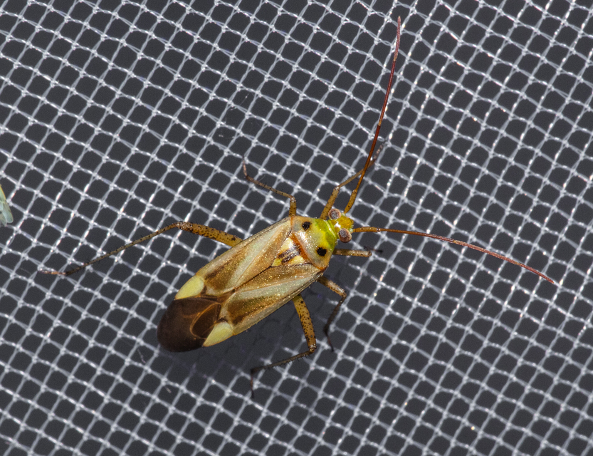 Adelphocoris lineolatus - lucernapoloska