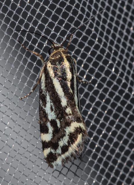 Emmelia trabealis - zebrabagoly