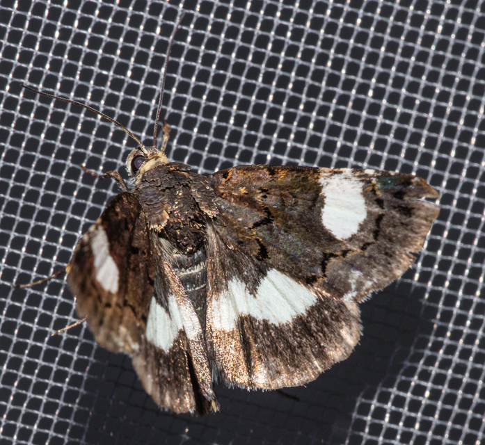 Tyta luctuosa - fekete nappalibagoly