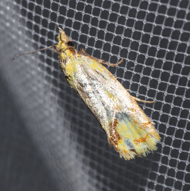 Agapeta hamana - közönséges sárgamoly