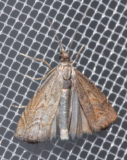 Platytes cerussella - törpe fűgyökérmoly