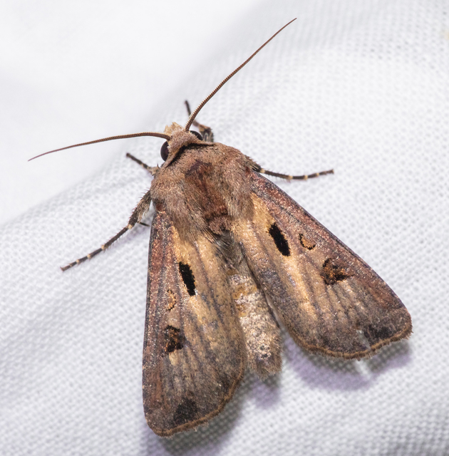 Agrotis exclamationis - felkiáltójeles földibagoly