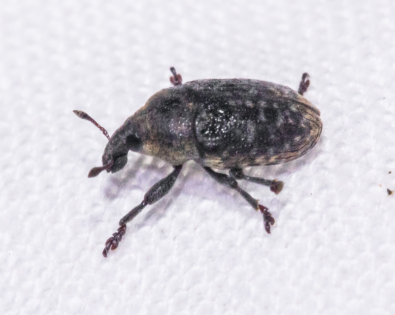 Larinus obtusus - imola-púderbarkó