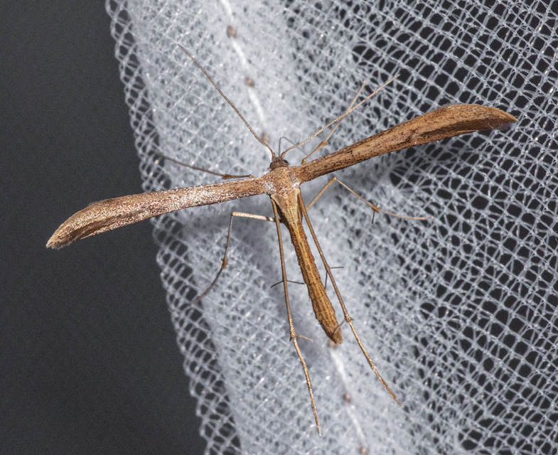 Pterophoridae - tollasmolyfélék