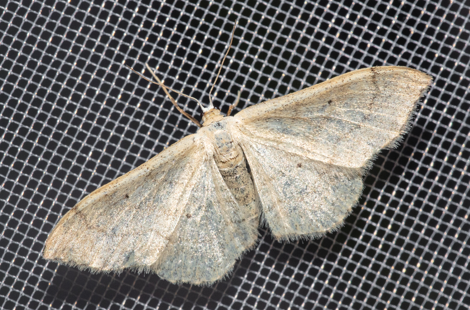 Idaea deversaria - egyszínű sávosaraszoló