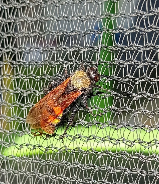 Megascolia maculata - óriás-tőrösdarázs