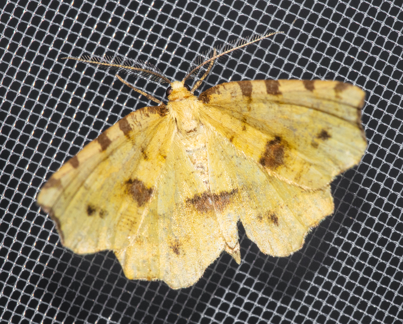 Therapis flavicaria - foltosszélű araszoló
