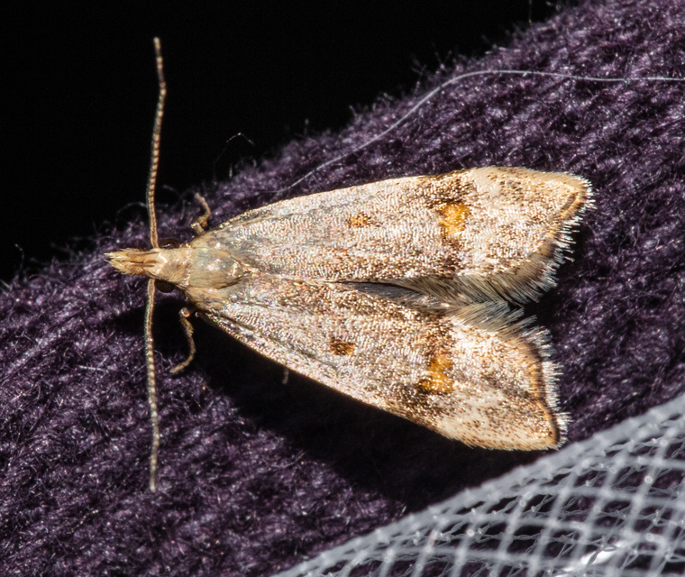 Anasphaltis renigerellus - citromfű-sarlósmoly