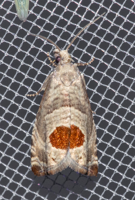Notocelia uddmanniana - málnasodró tükrösmoly