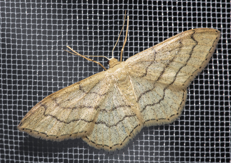 Idaea aversata - nagy sávosaraszoló