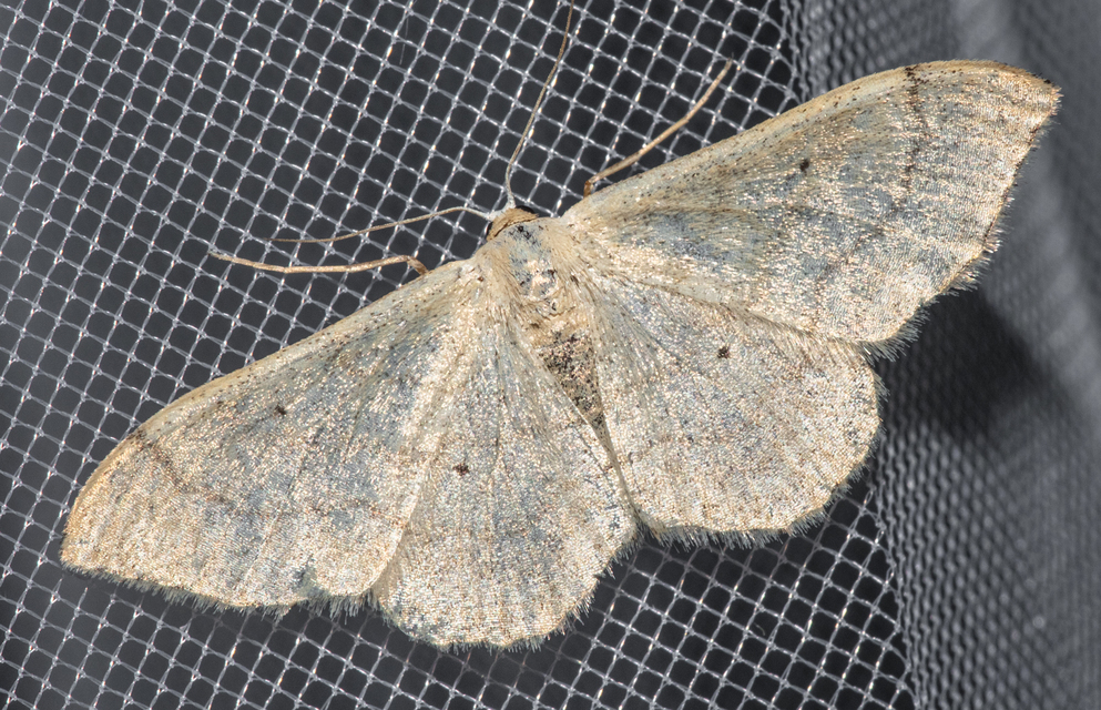 Idaea deversaria - egyszínű sávosaraszoló