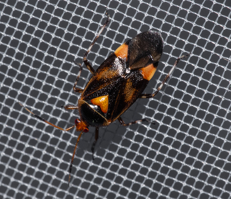 Deraeocoris trifasciatus - nagy mezeipoloska